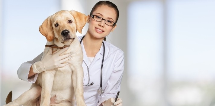 Mejor Universidad De Veterinaria En España